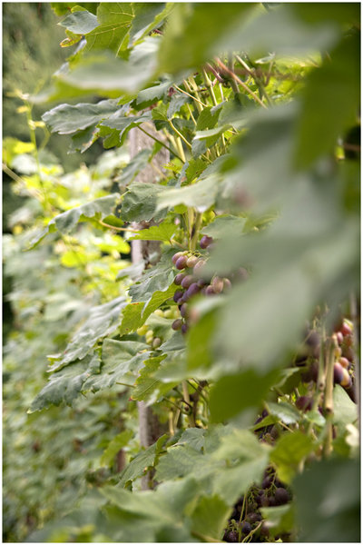 vineyard in summer