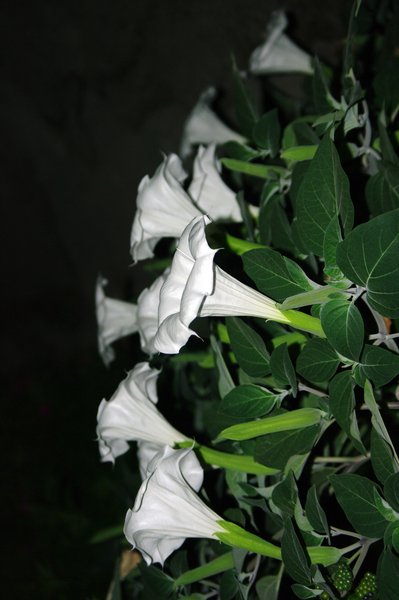Wild Flower