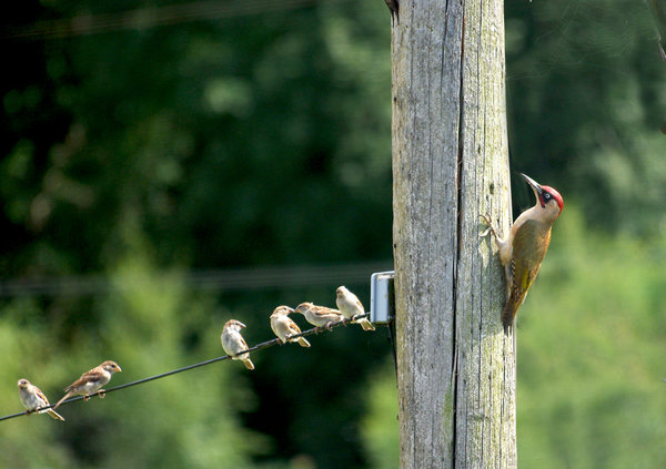 Woodpecker & 6 Sparrows