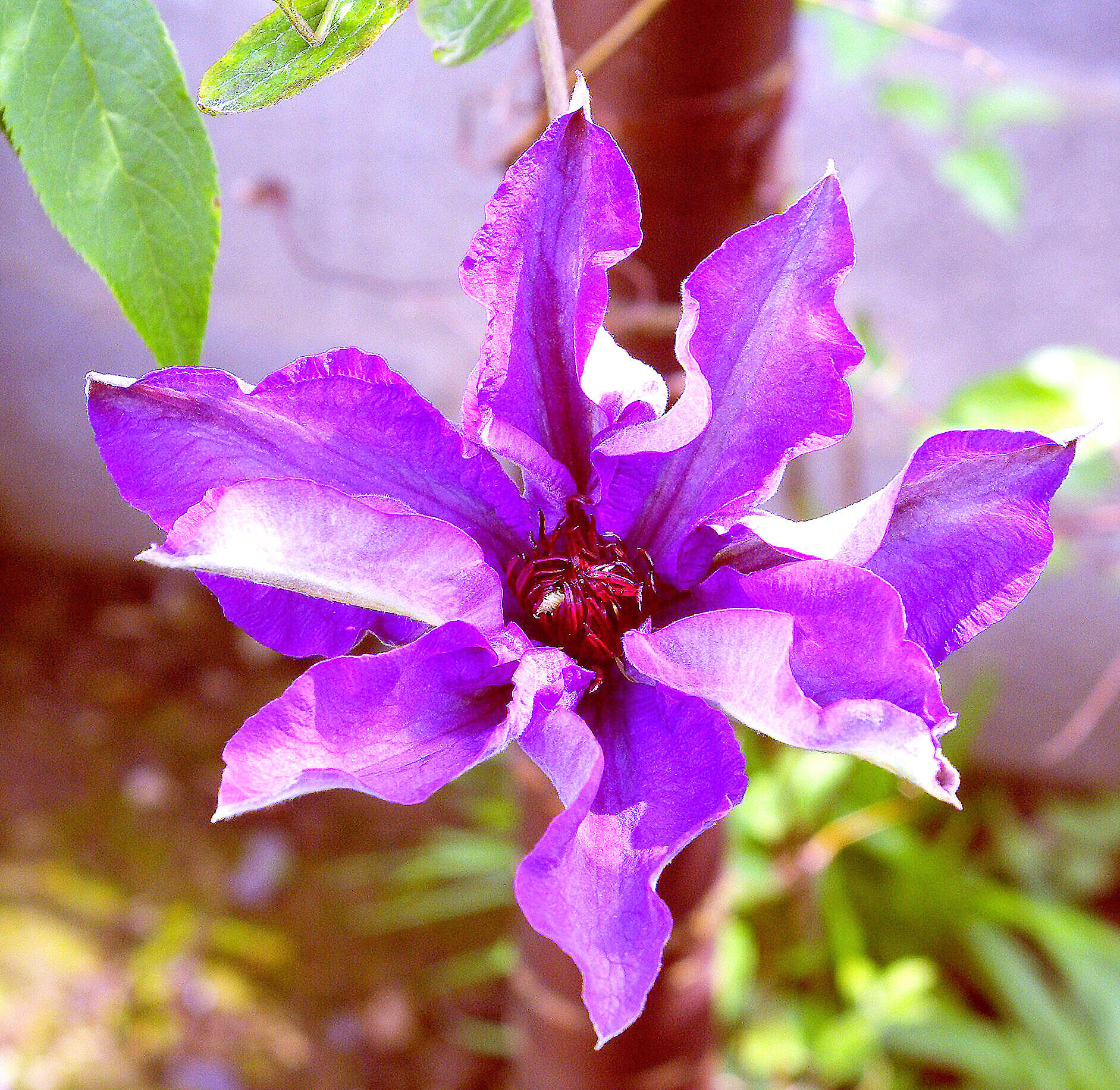 Clematis