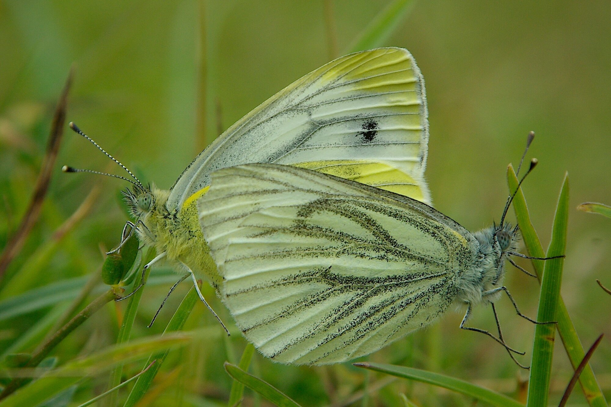 Green veined white