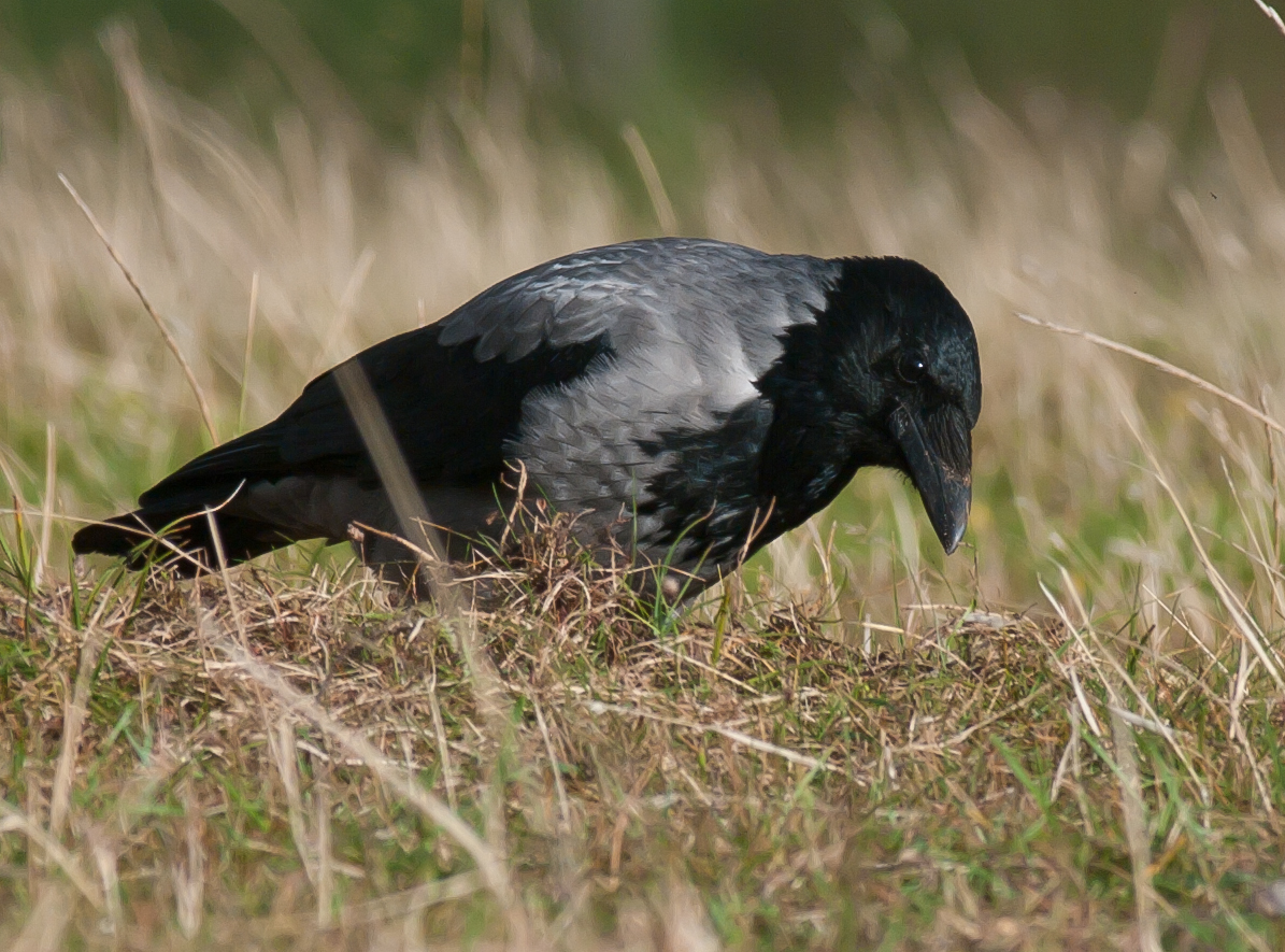 Hooded Crow