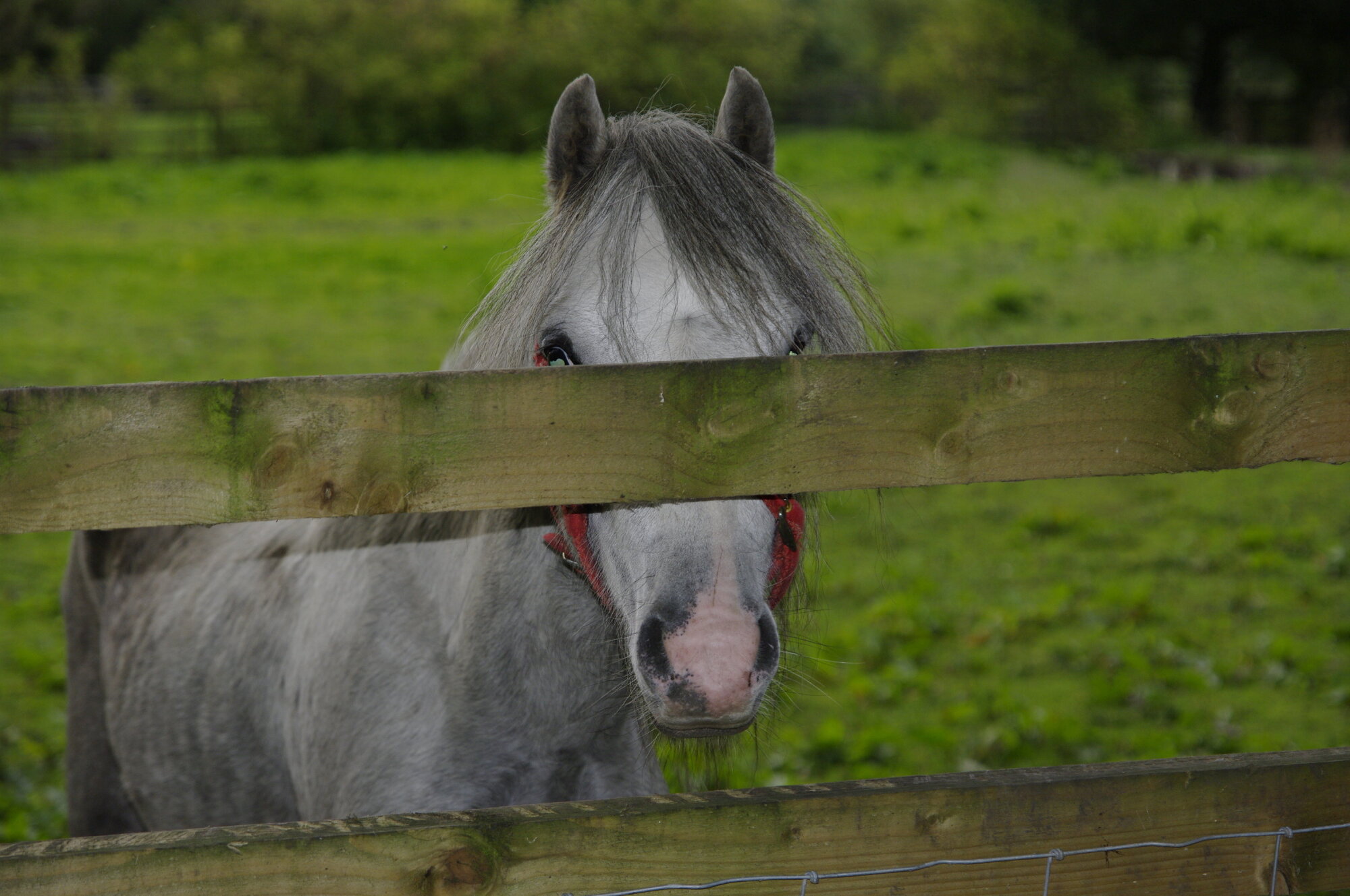 PeekaBoo!