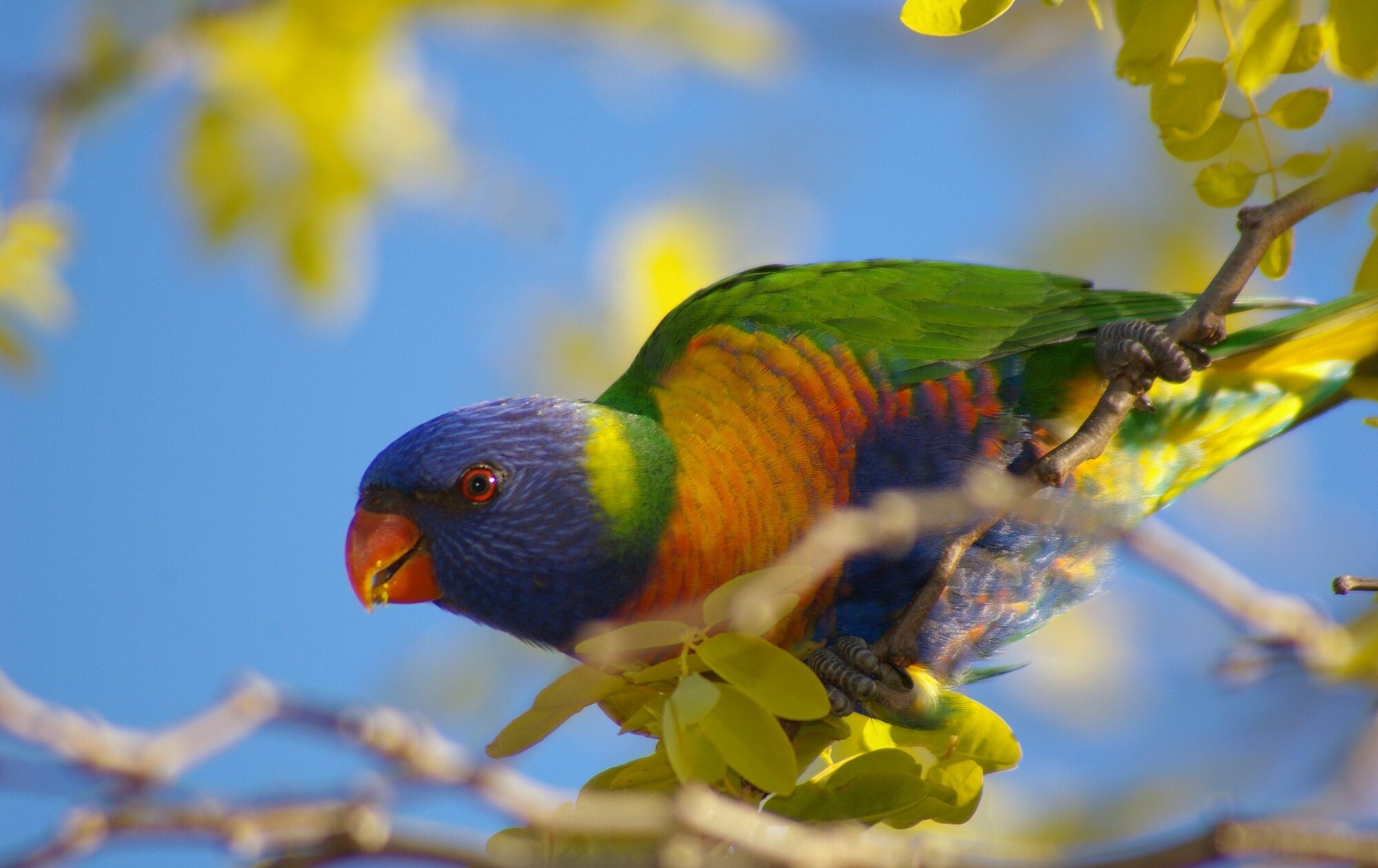 Rainbow Lorikeet