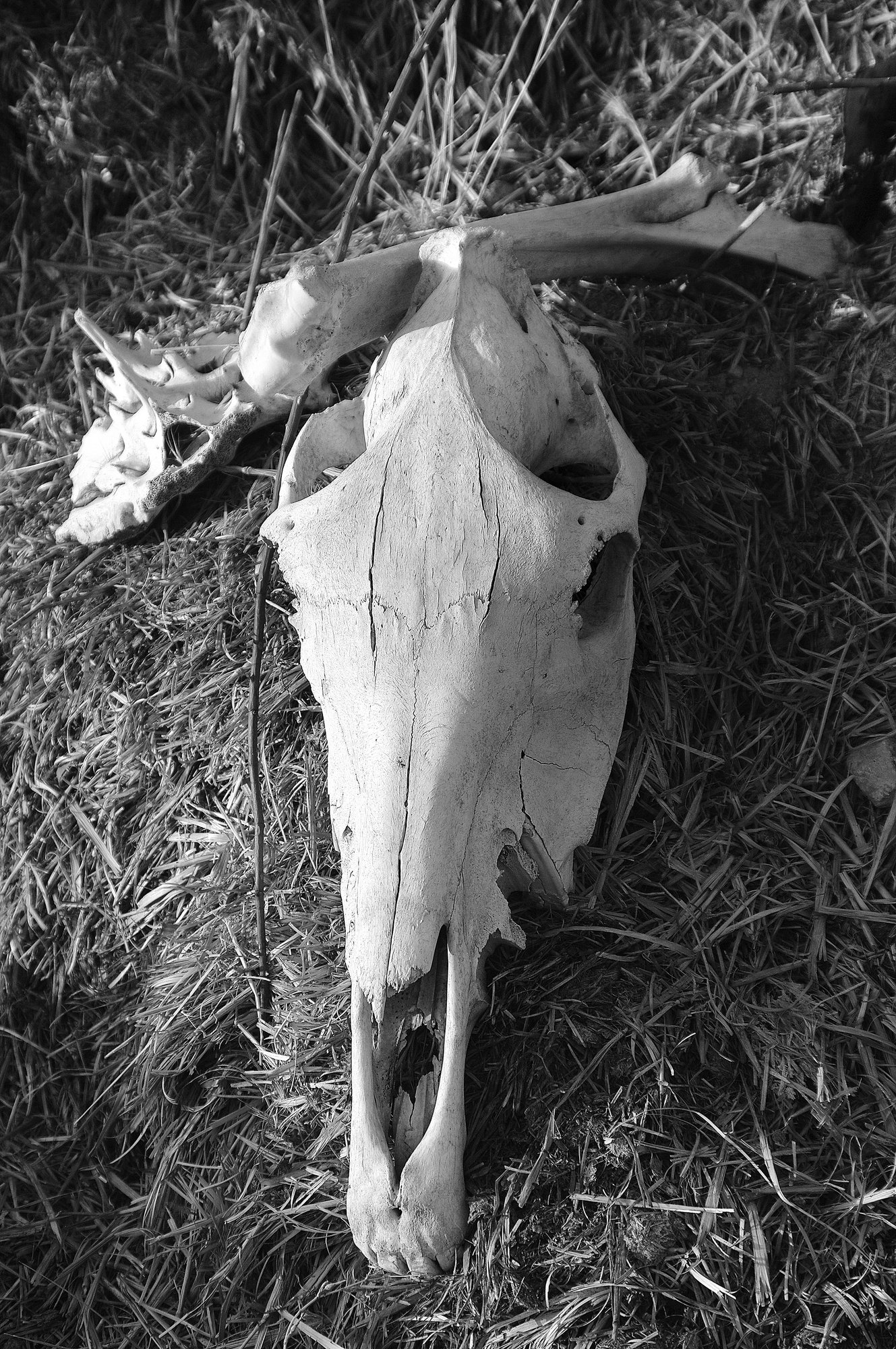 Skull