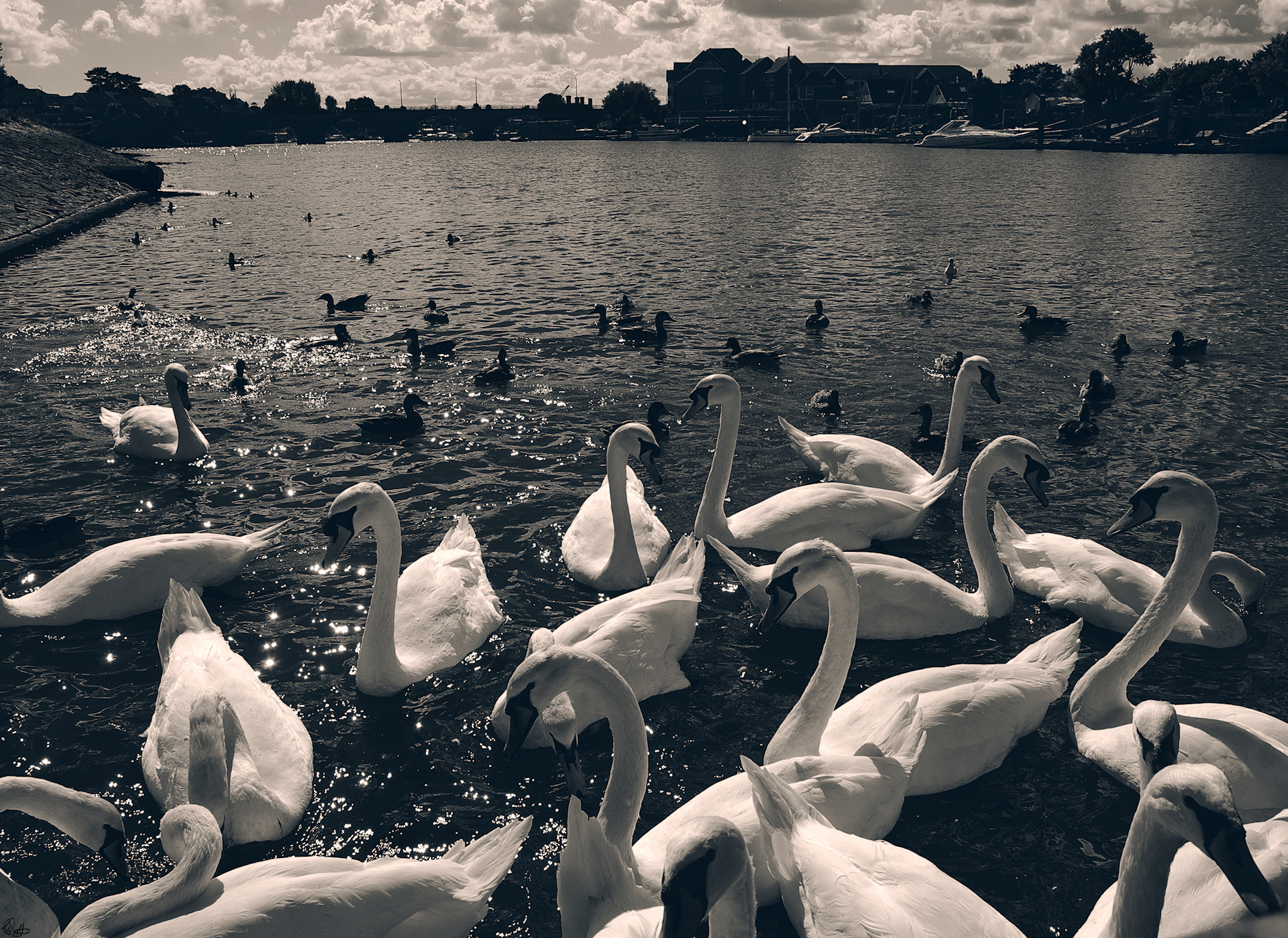 Swan lake?