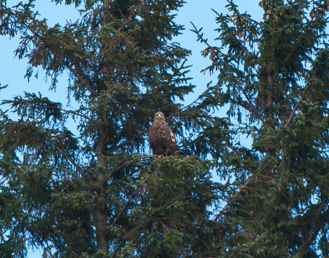White-tailed Eagle