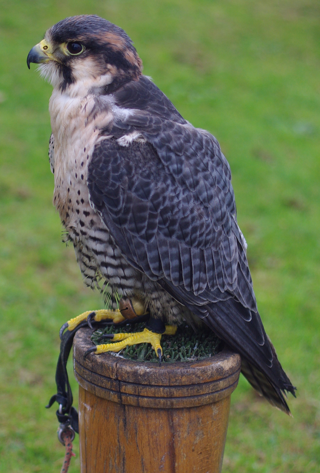 Windermere Falcon