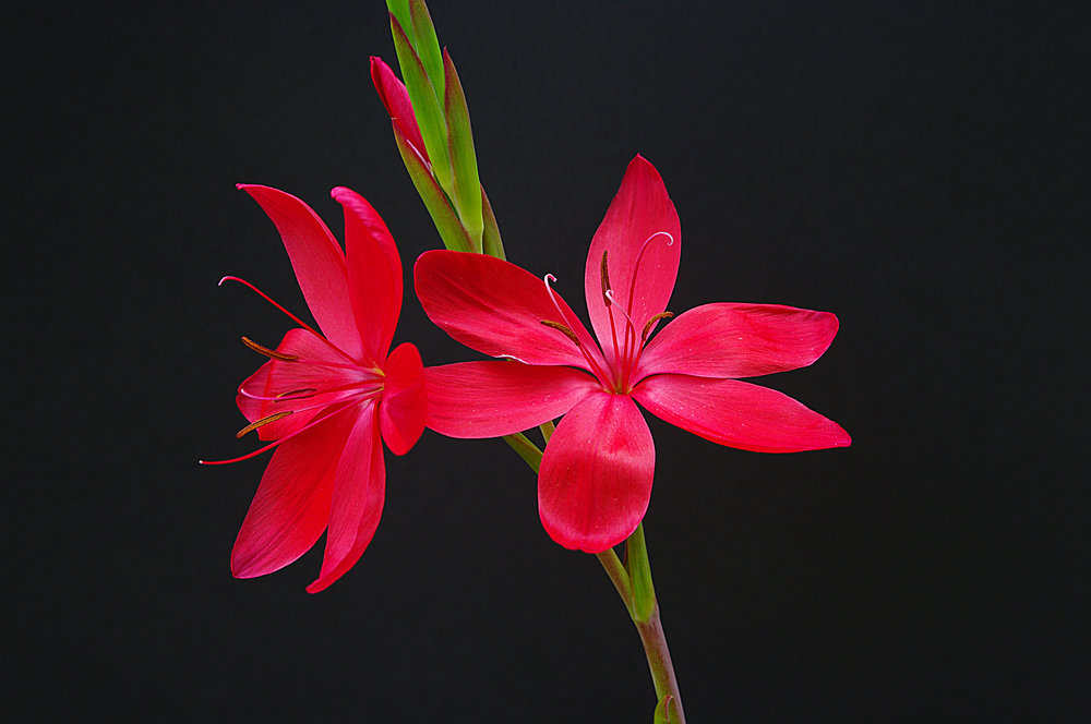 Against a dark background
