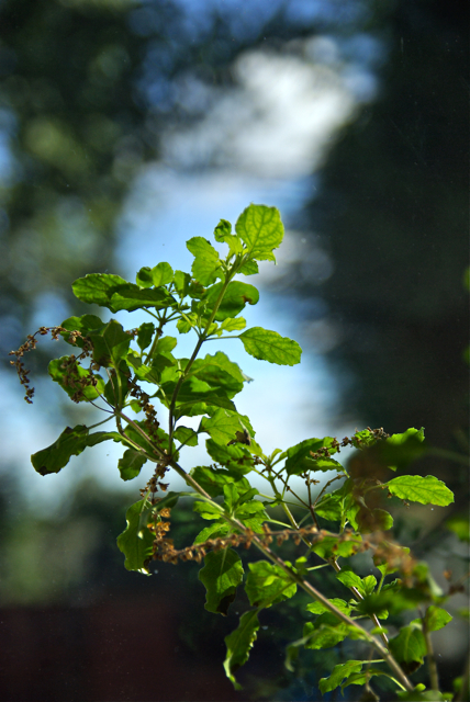 BasilOnWindowSill
