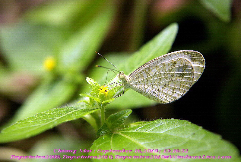 Butterfly Chiang Mai September 16,2010