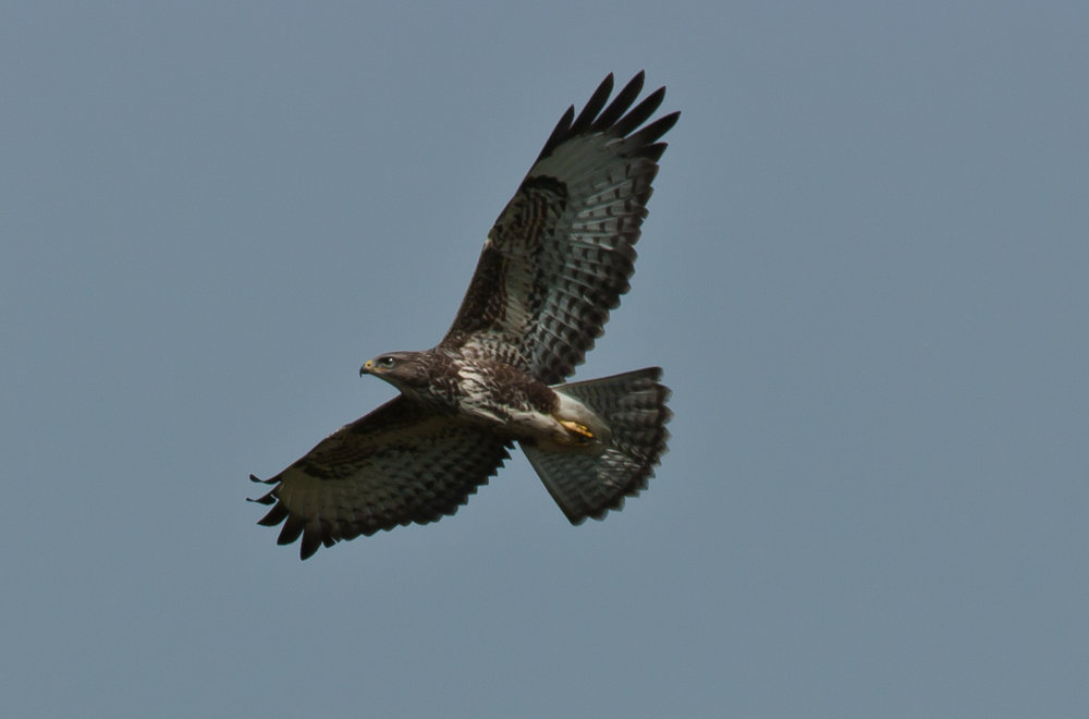 Buzzard
