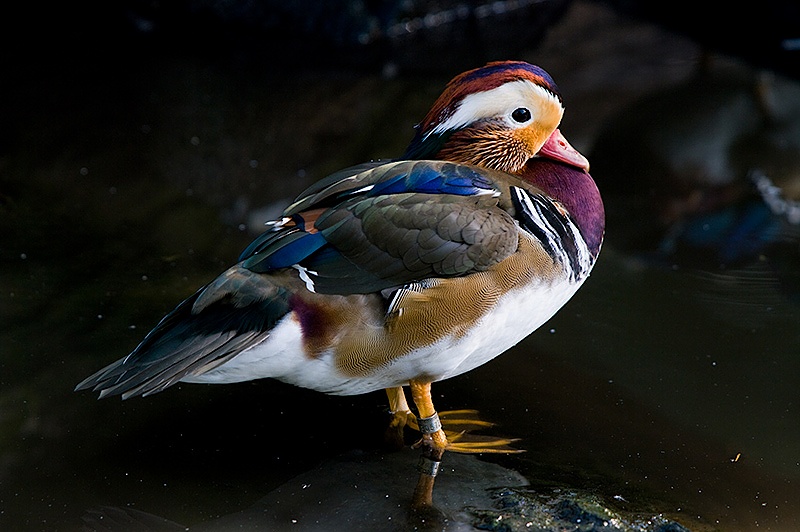 Coloured Duck (Mandarin)