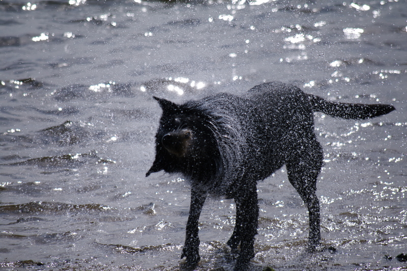 drying off
