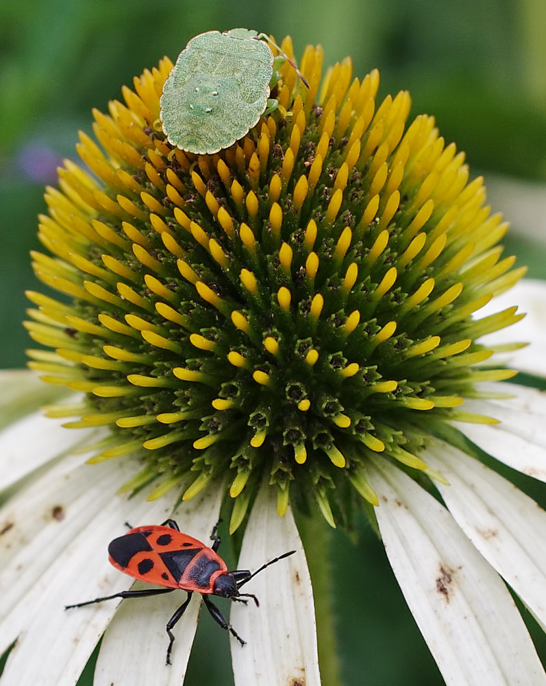 Fire and shield Bugs.