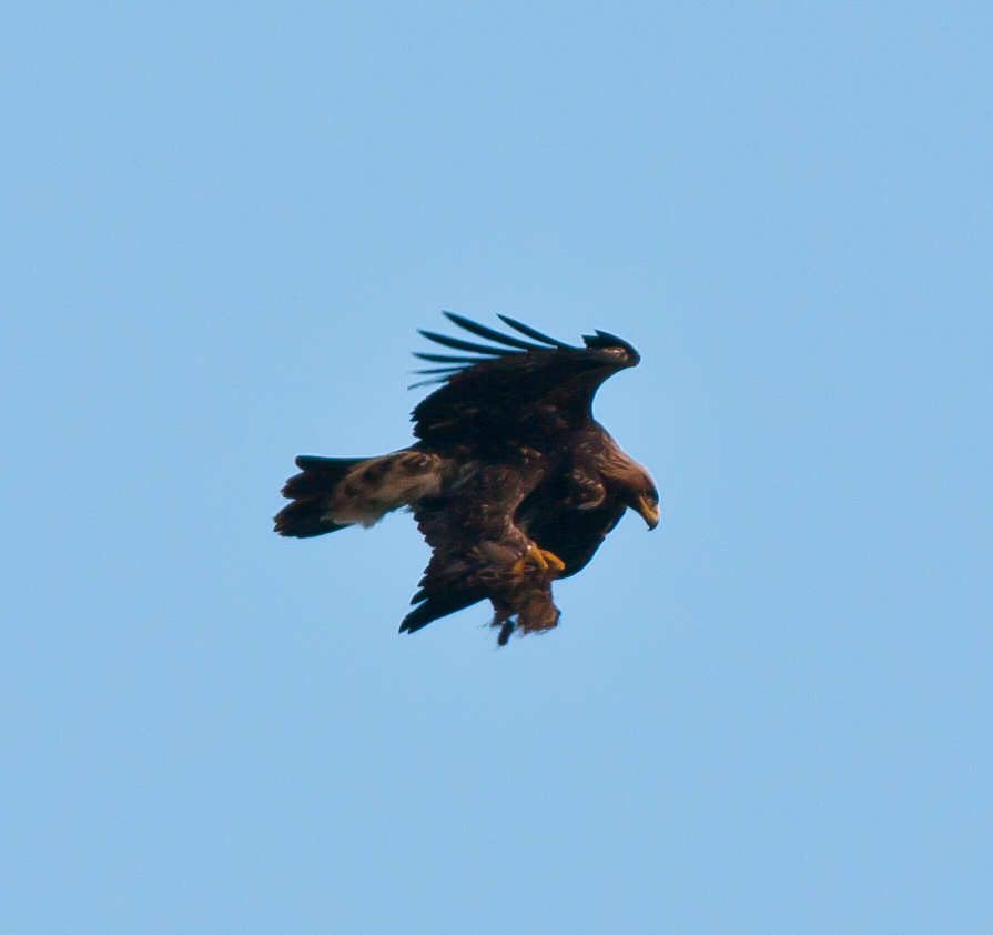 Golden Eagle