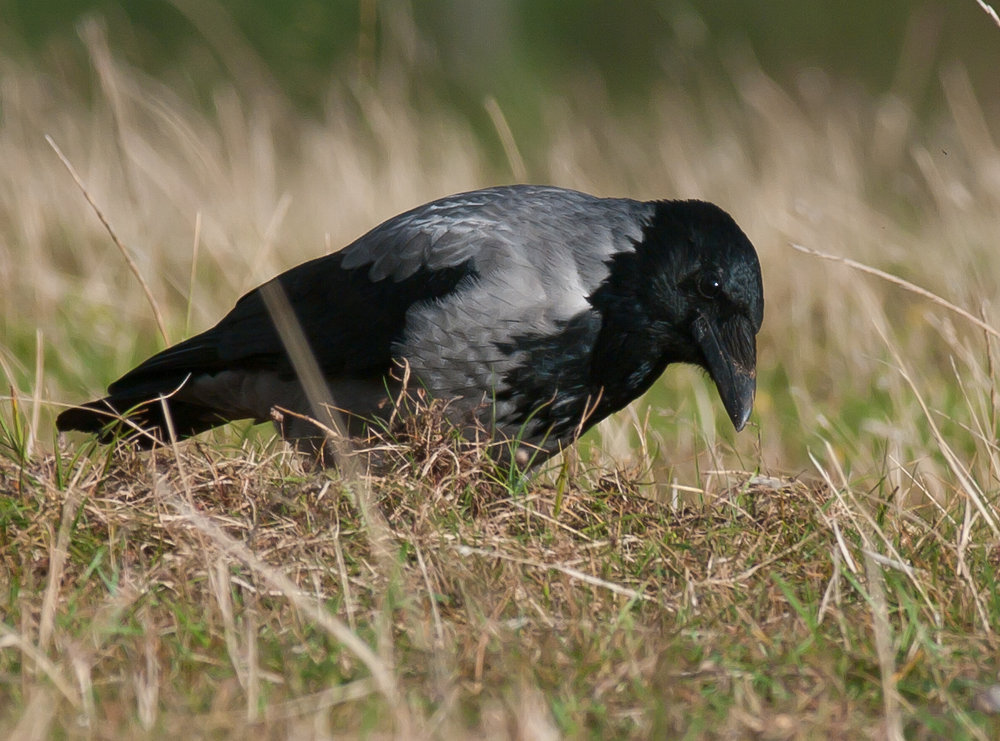 Hooded Crow
