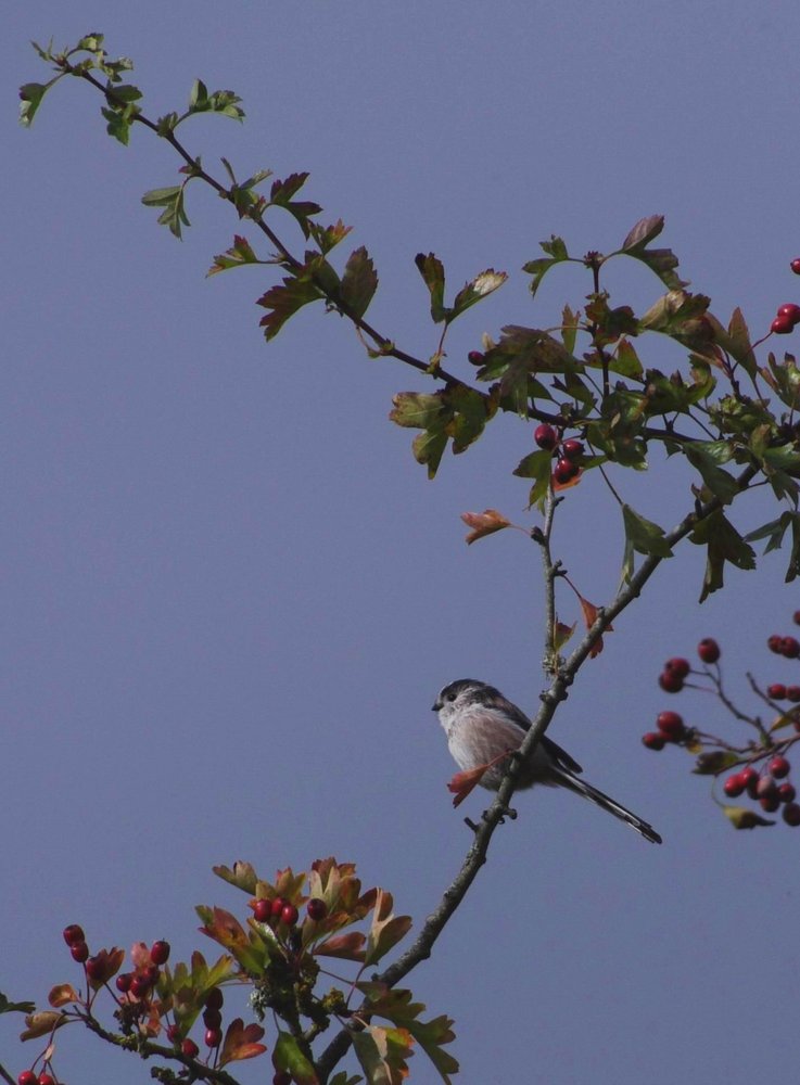 long-Tailed Tit
