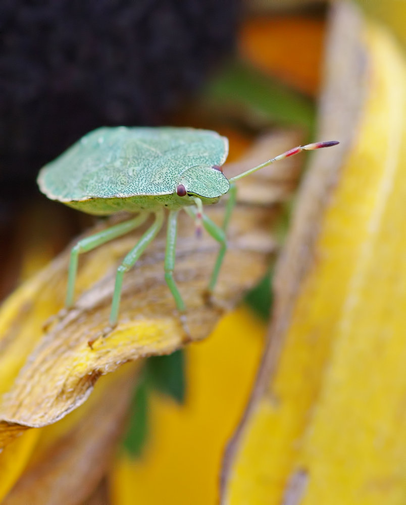 Shield Bug 2.
