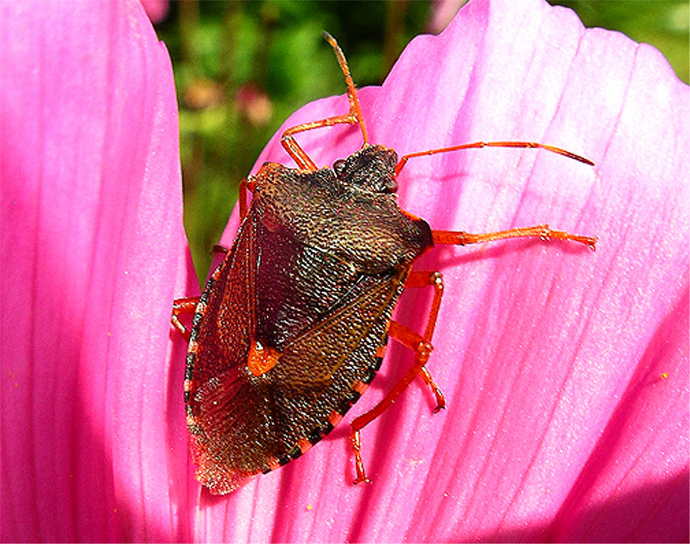 Shield bug