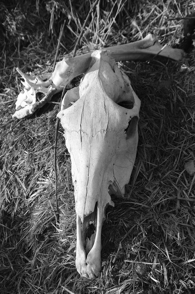 Skull
