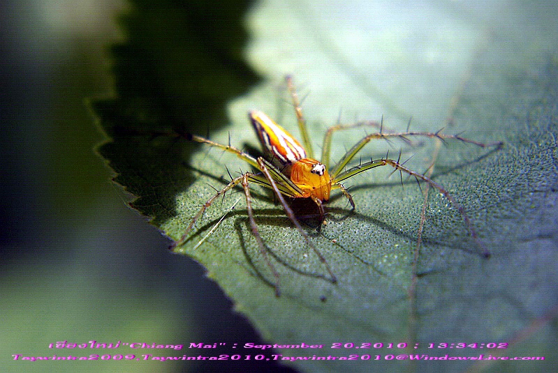 Spider Chiang Mai Thailand September 20,2010