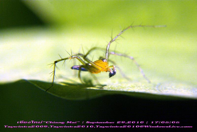Spider Chiang Mai Thailand September 29,2010