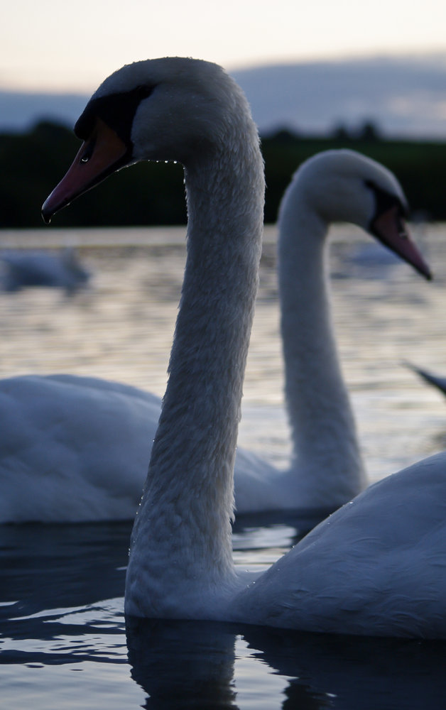 Swans at dusk