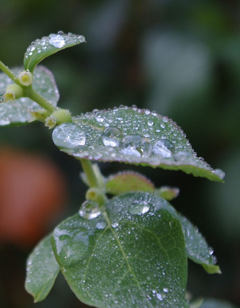 Water droplets