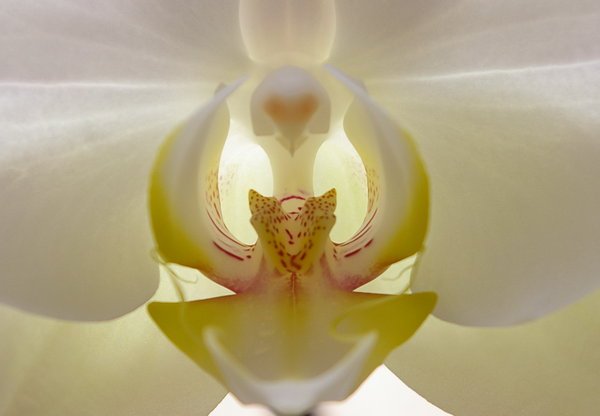 Backlit Orchid