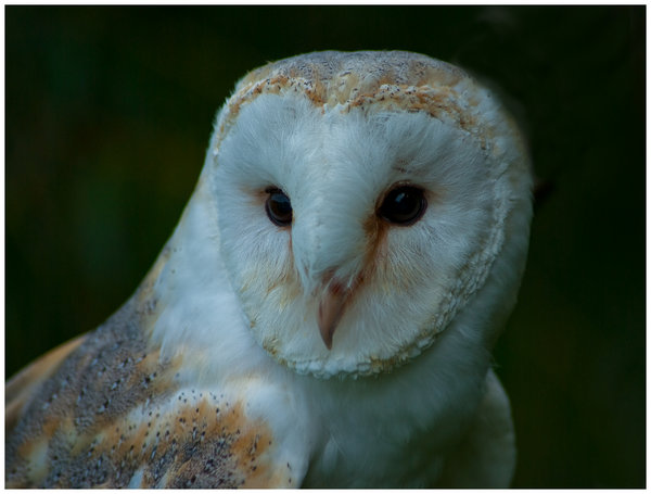 Barn Owl