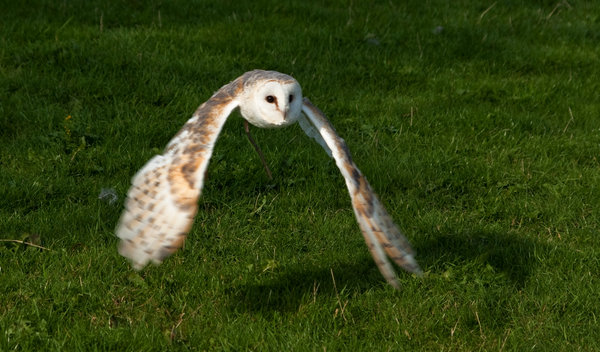 Barn Owl