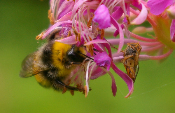 Bee crop