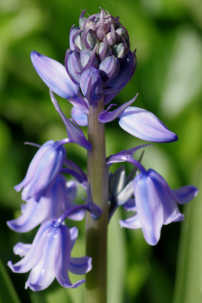 Blue Bells