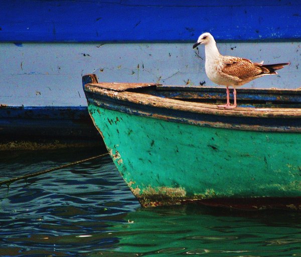 Boat with a Seagull