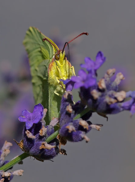 Brimstone Sermon.