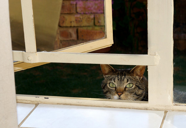 Charles the Cat