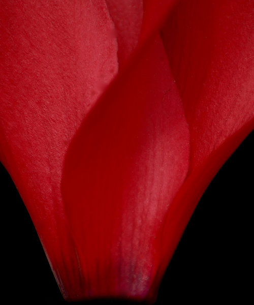 cyclamen Crop