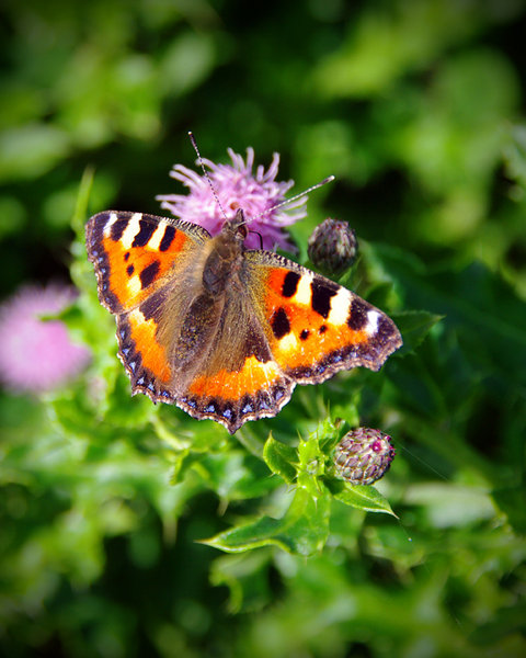 Flutterby