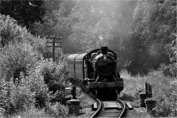 Forest train