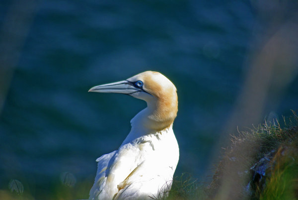 gannet at bempton cliffs