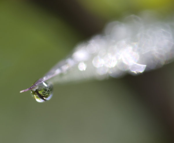 grass with droplet