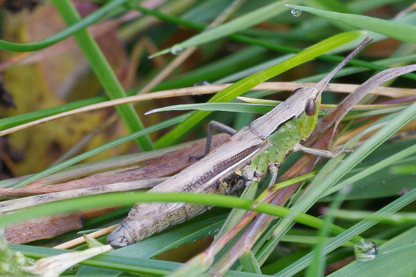 Grasshopper