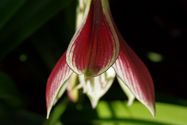 hippieastrium