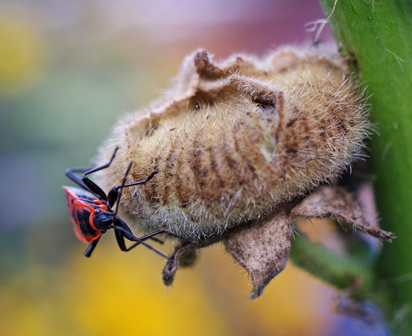 Hollyhock and Bug.
