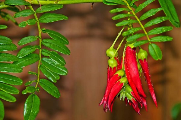 Kaka Beak (Clianthus Puniceus)
