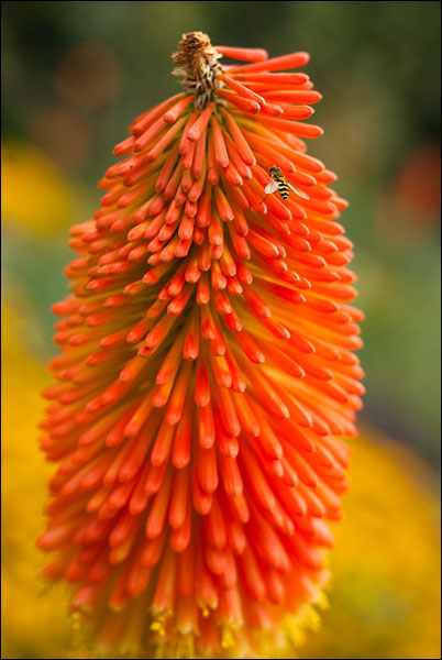 Kniphofia
