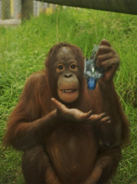 Monkeying around