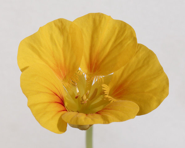 Nasturtium