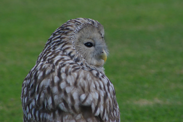 owl